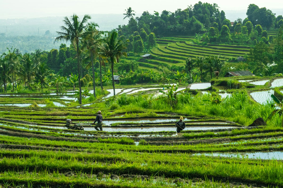 Indigenous Knowledge for Development: Primitive or Powerful?